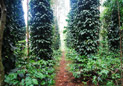  The Spectrum homestay in chikmagalur 